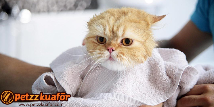 kedi banyo yıkama hizmeti